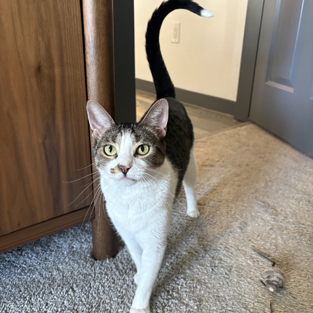 BRANNA - Domestic Shorthair available for adoption