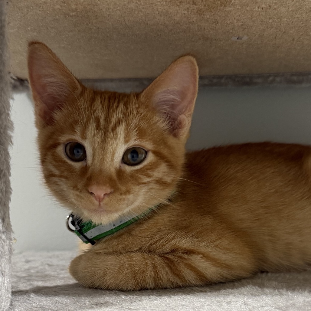 ZEUS - Domestic Shorthair available for adoption