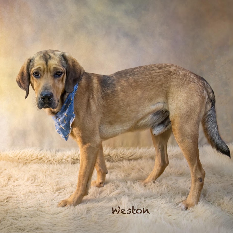 Weston
