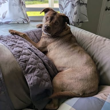 Rex, photo 25