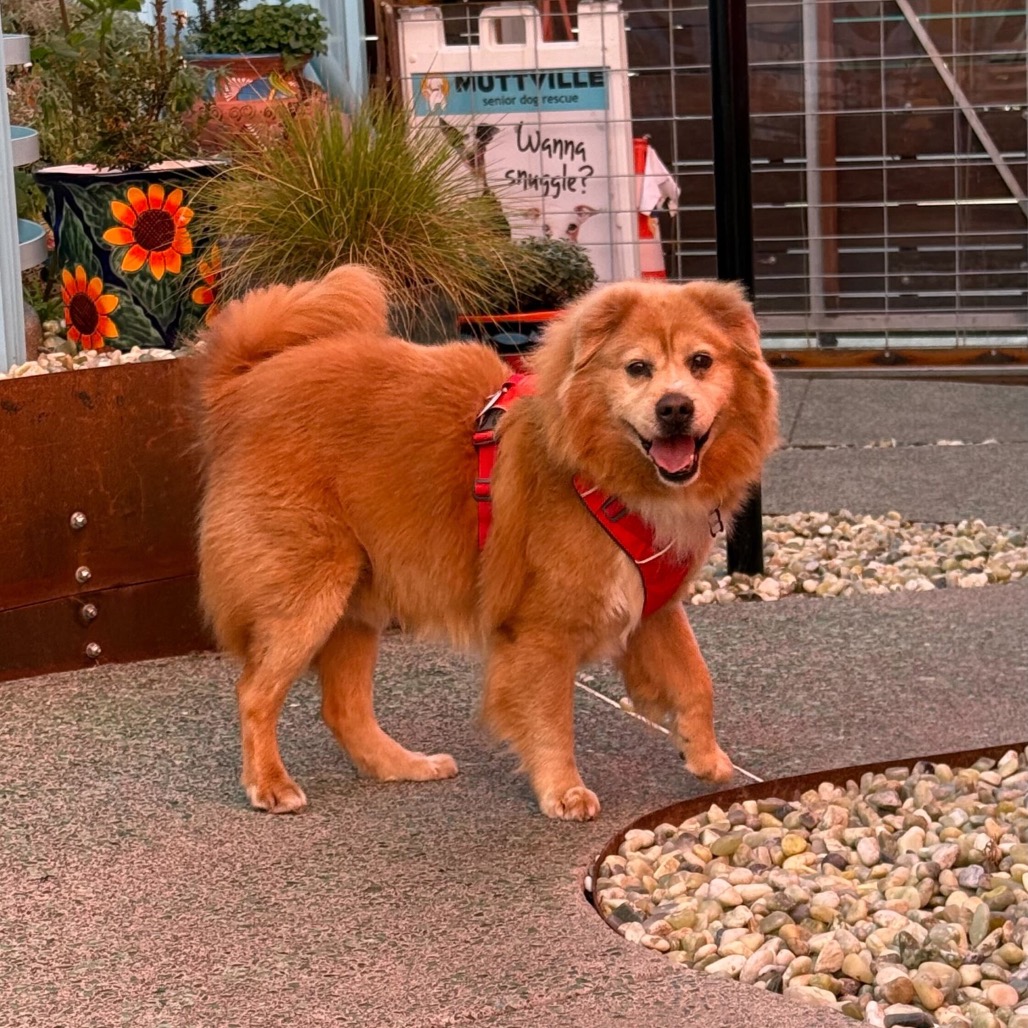 McCallister 13778 — thumbnail 2