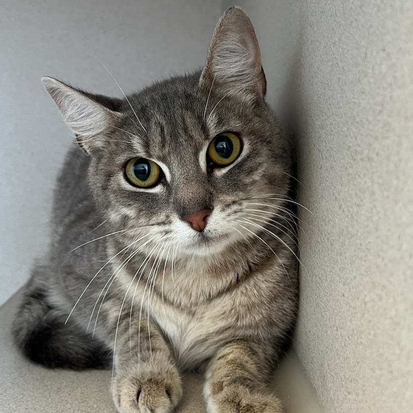 Fettuccine  - Domestic Shorthair