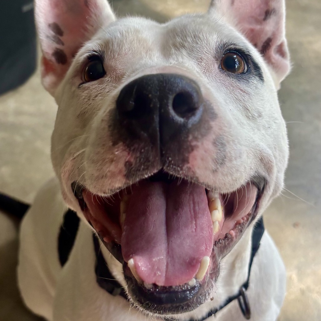 Zoya (Formerly Taco), photo 24