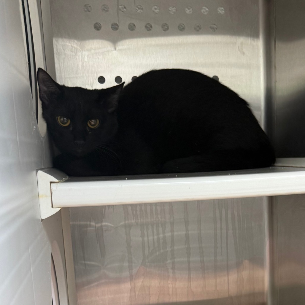 BELLA - Domestic Shorthair available for adoption