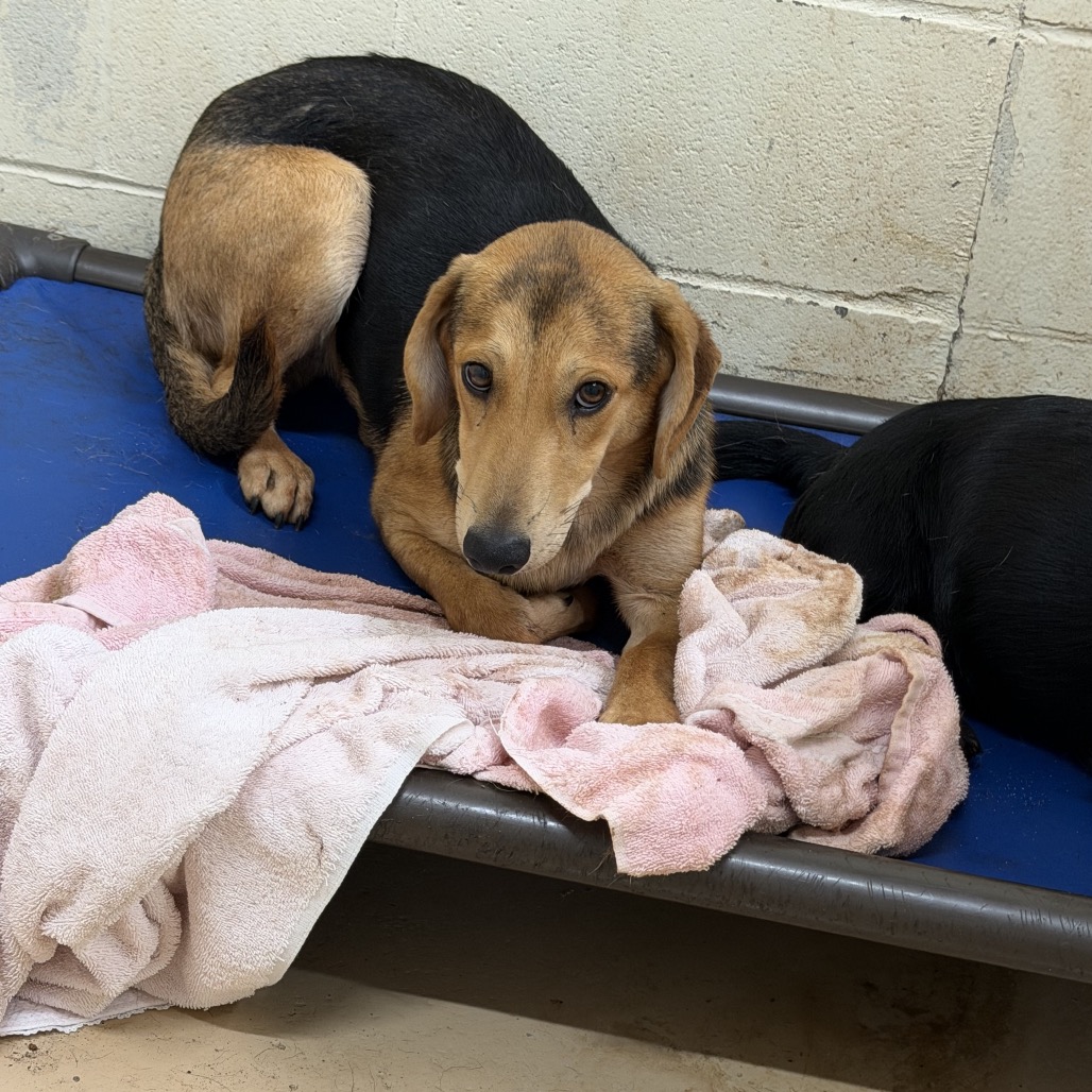 Tusc Stray 84819 2 3 4