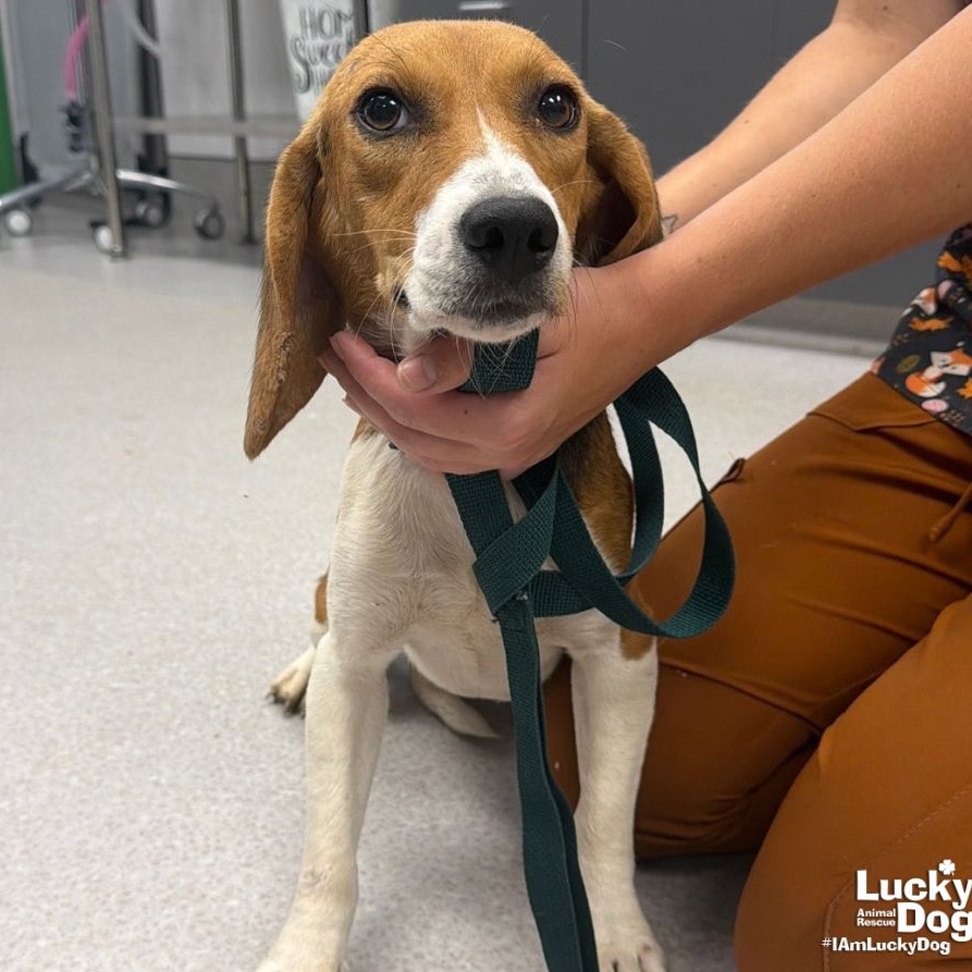 ELODIE - Beagle available for adoption