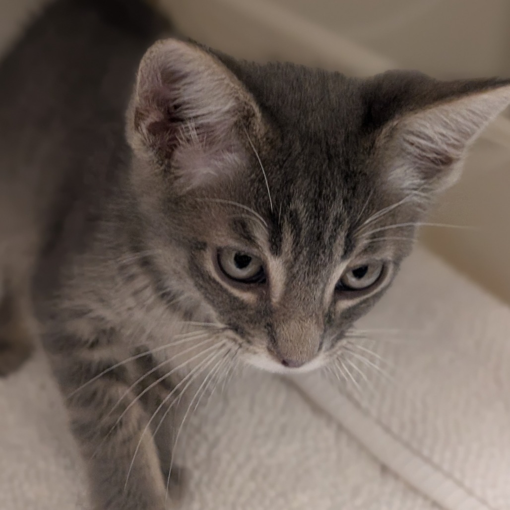 BRYCE - Domestic Shorthair available for adoption