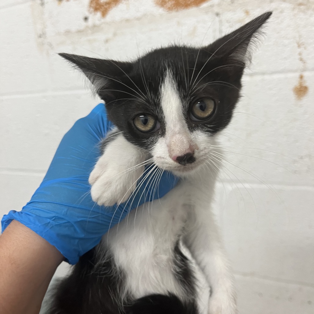 Peach, available for adoption at PVAS