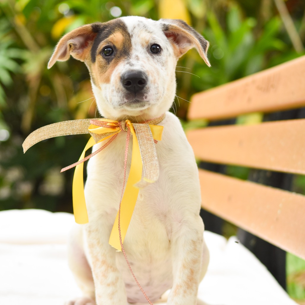 Mixed Breed