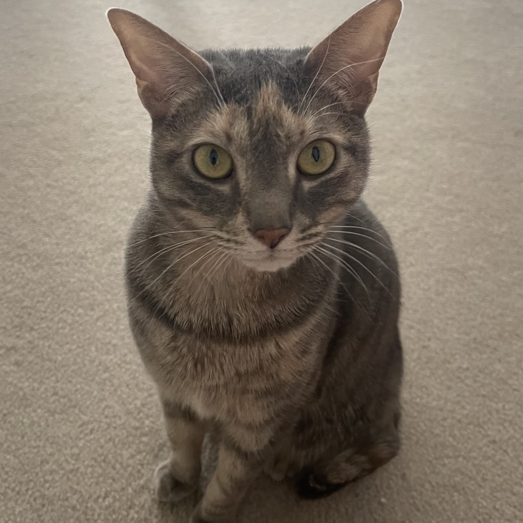 ANGEL - Domestic Shorthair for adoption in Roswell