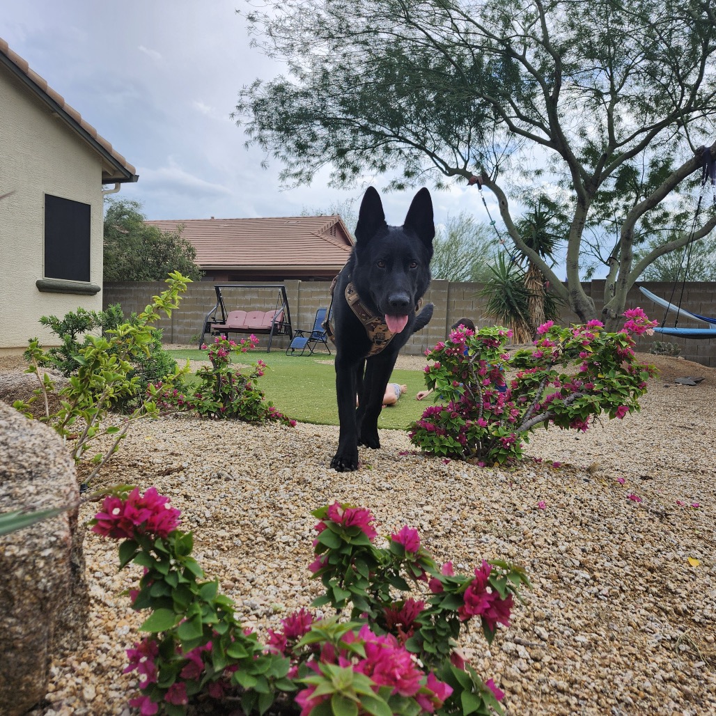 Maximus, photo 14