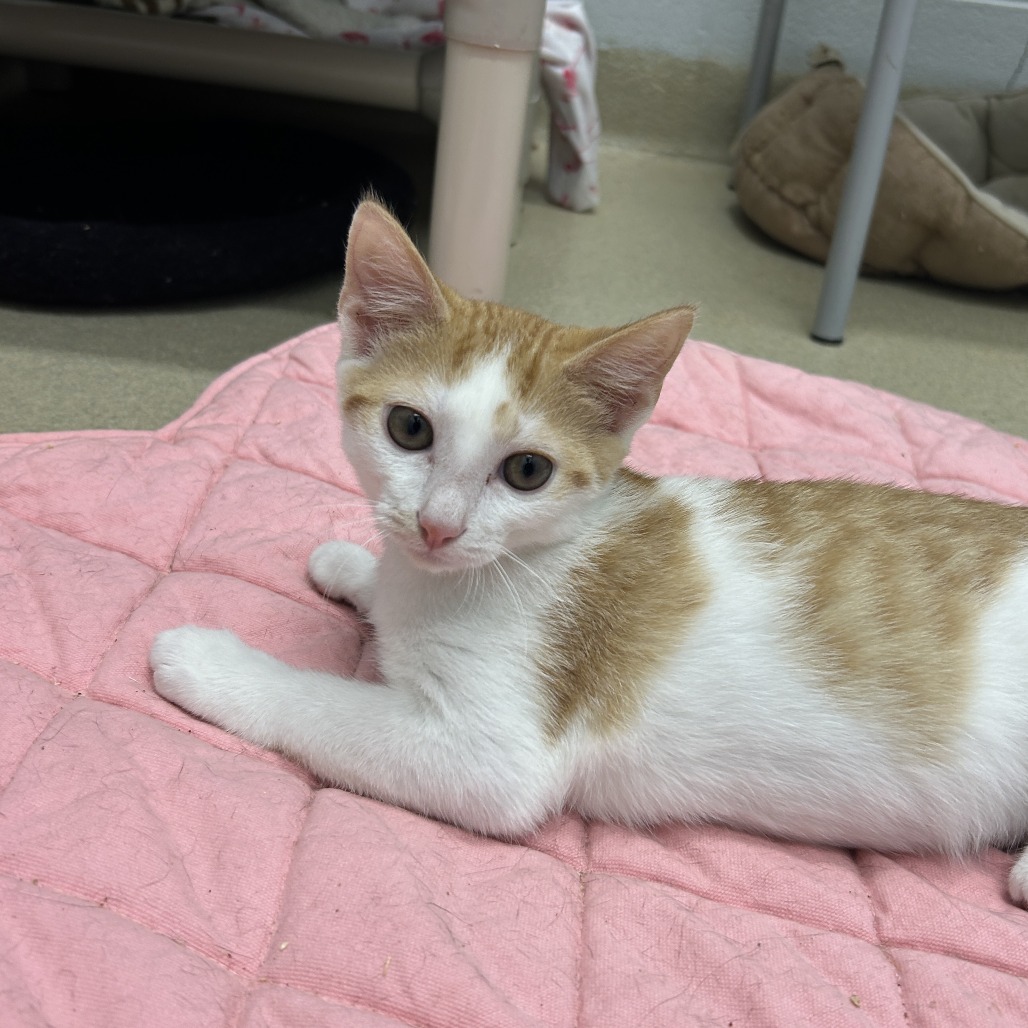 CRUZE (BONDED W/CATALINA) - Domestic Shorthair available for adoption