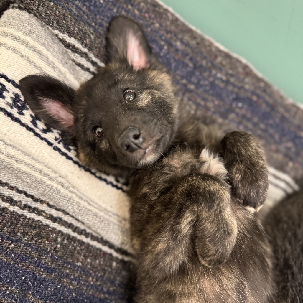 SPICY MAYO - Shepherd, German / Mixed Breed (Large) available for adoption