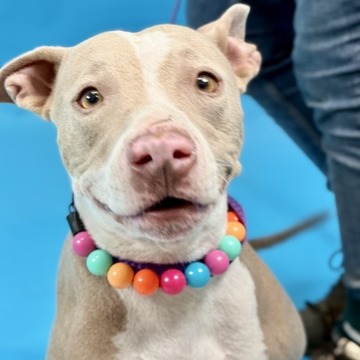 Cupcake — thumbnail 2