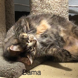 Bama, photo 3