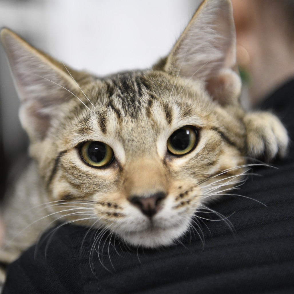 Maui - Domestic Shorthair
