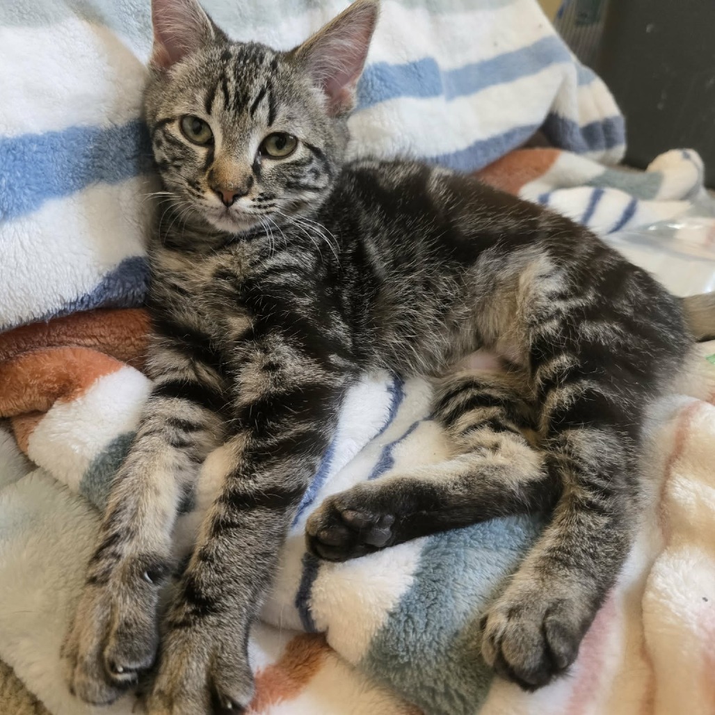 Jacks, a Domestic Shorthair