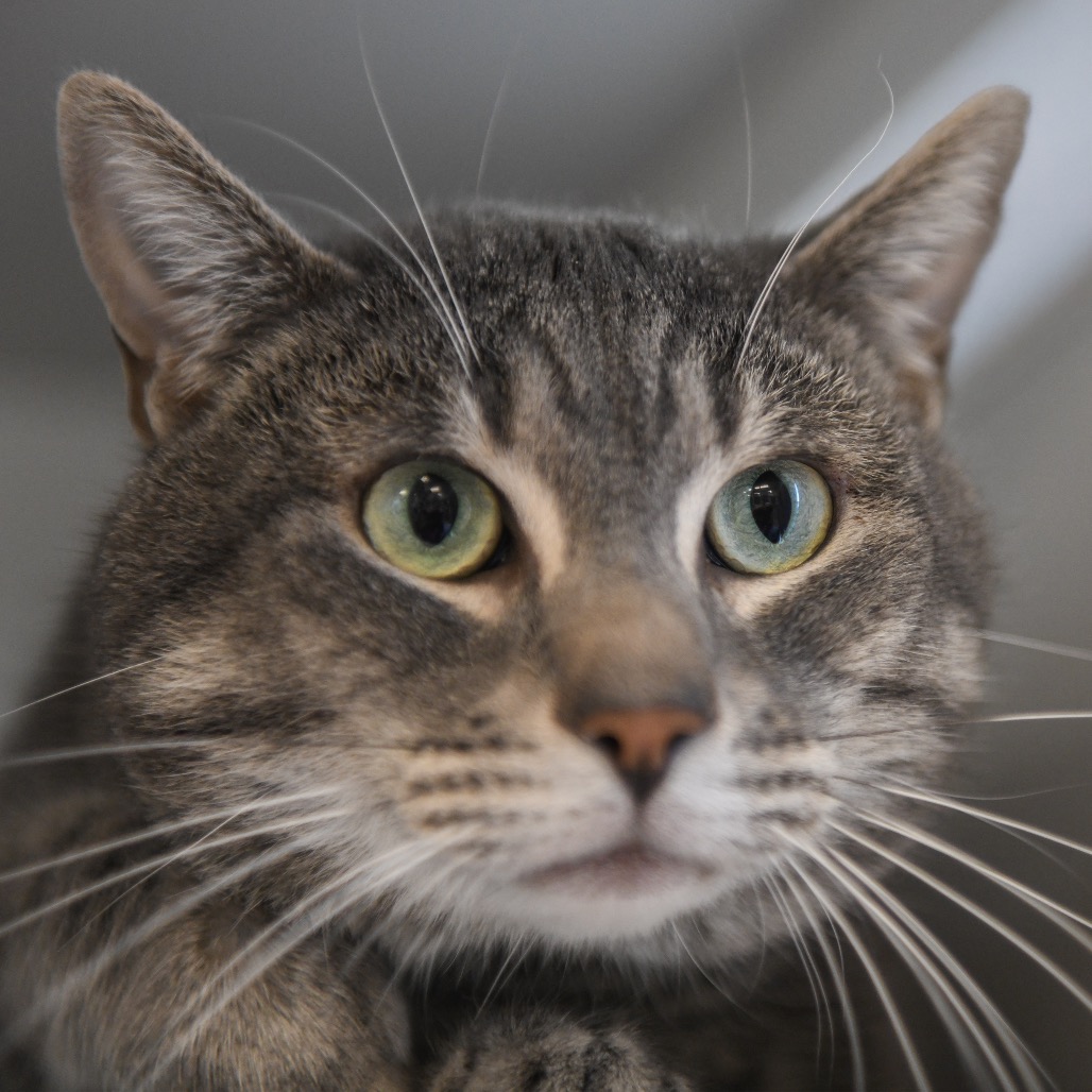 Pua - Domestic Shorthair