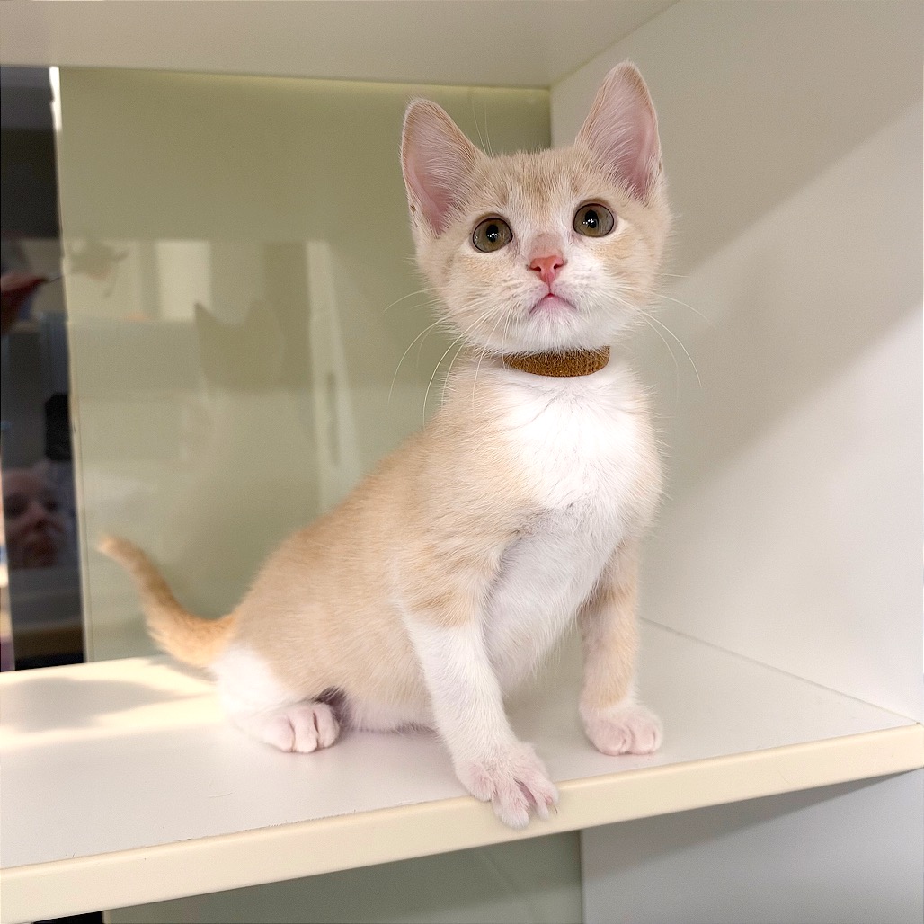 ANGORA (BRN) - Domestic Shorthair / Domestic Shorthair available for adoption