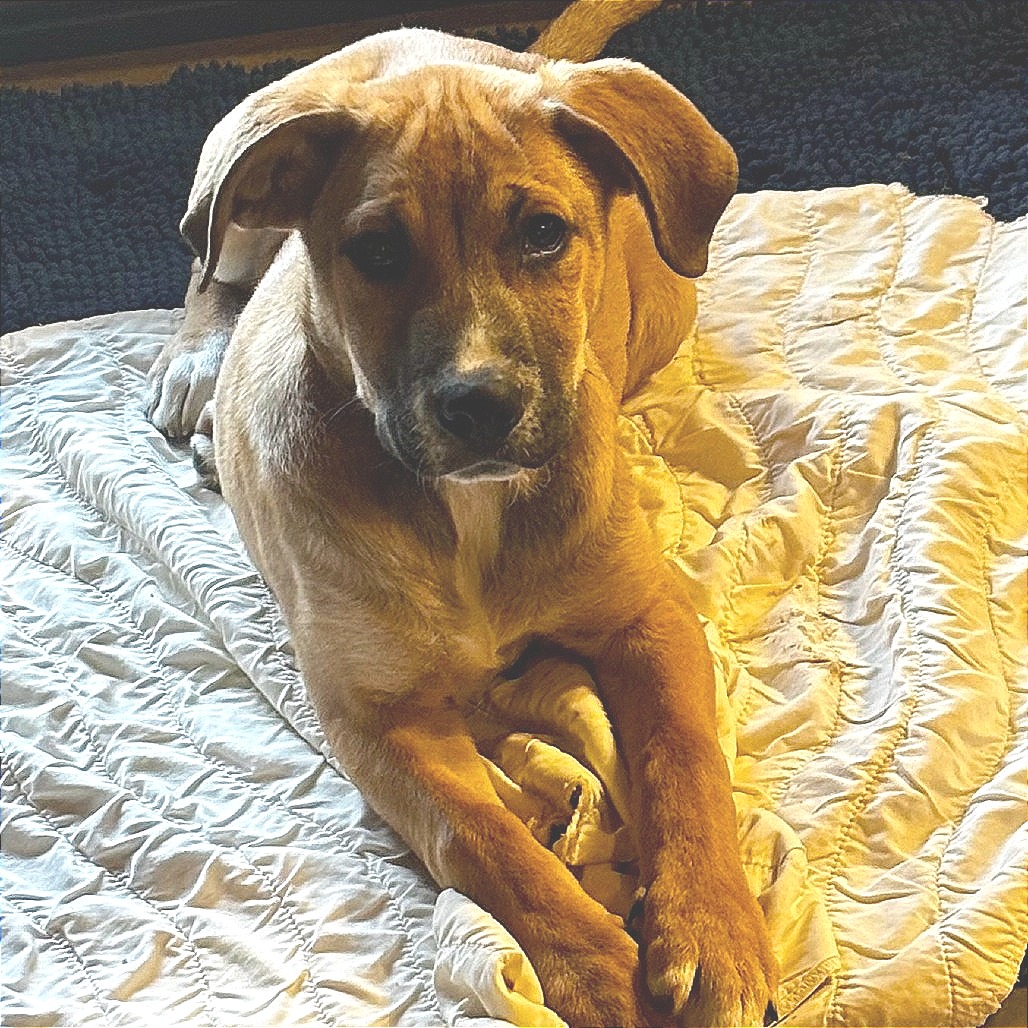 Leo (formerly Pistachio, photo 10