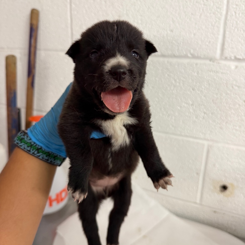 PAPRIKA - Shepherd available for adoption