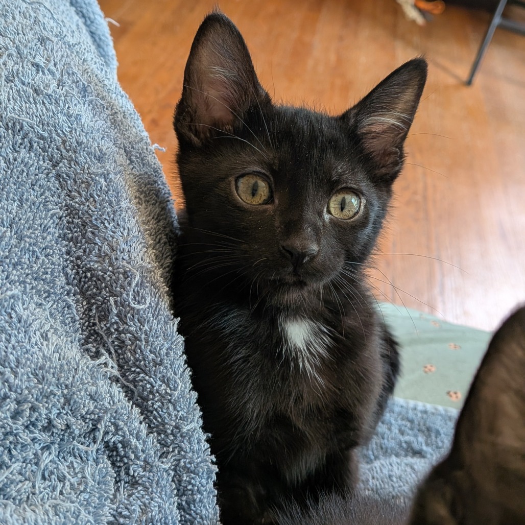 Photo of Black Pearl