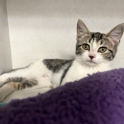 MCCHICKEN - Domestic Shorthair available for adoption