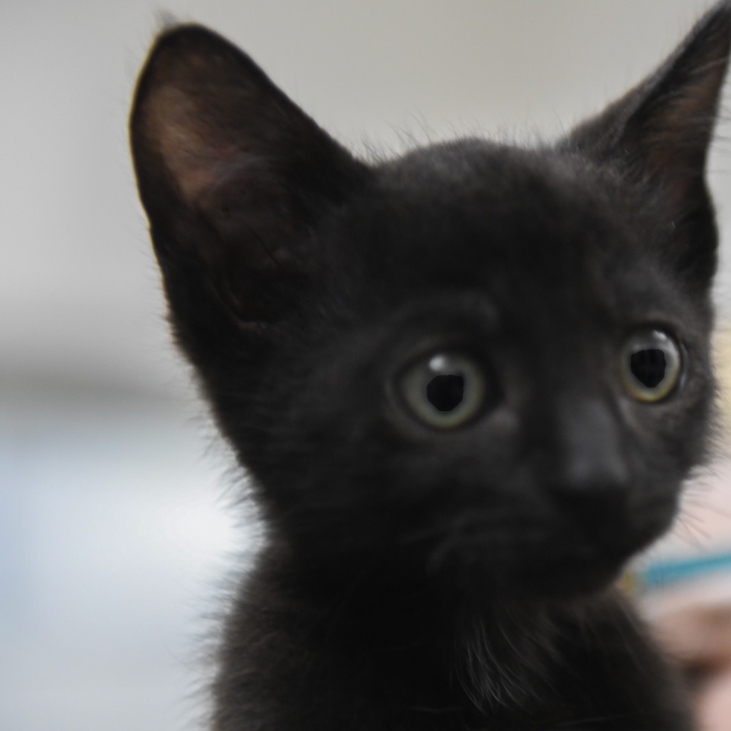 Porsche - Domestic Shorthair