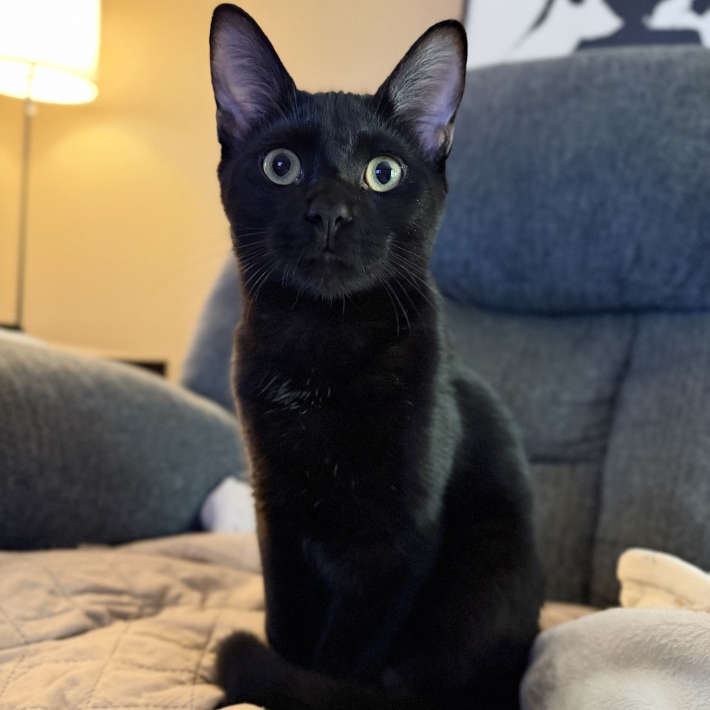 Binx