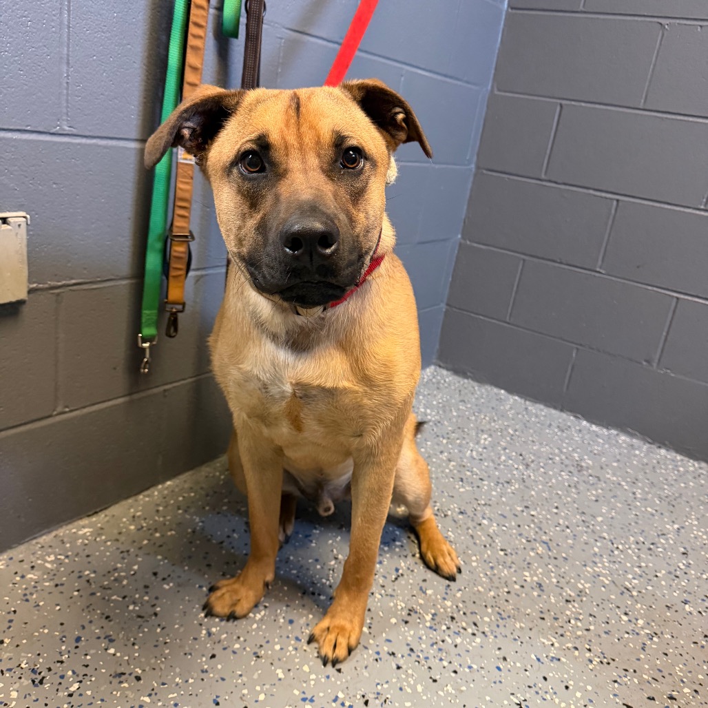  Photo of Jagger (Turbo)