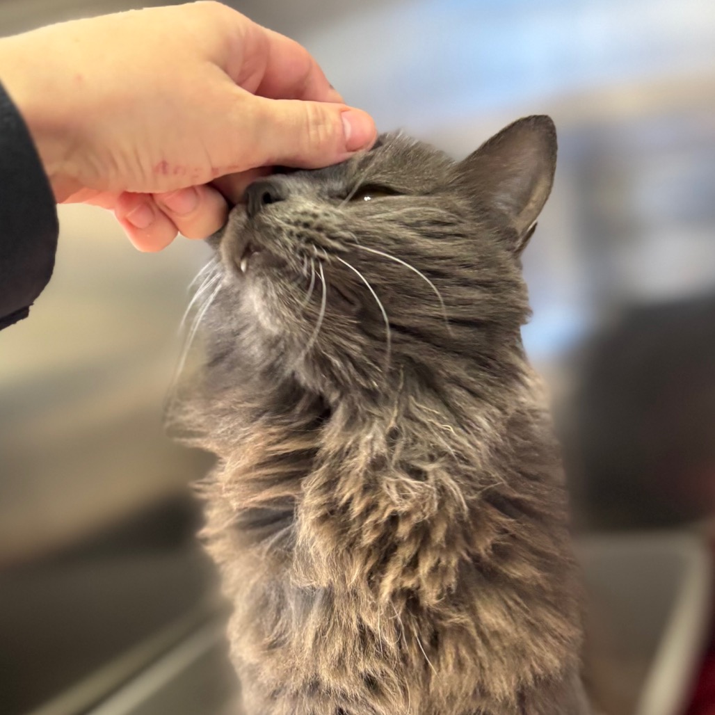 Celestine — thumbnail 3