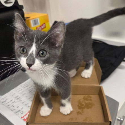 Truman, adopted