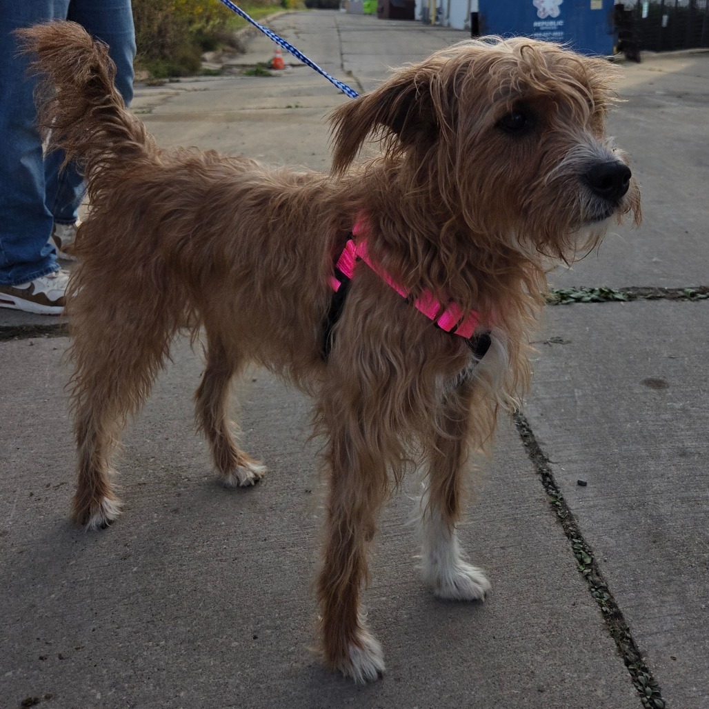 Penny, photo 3