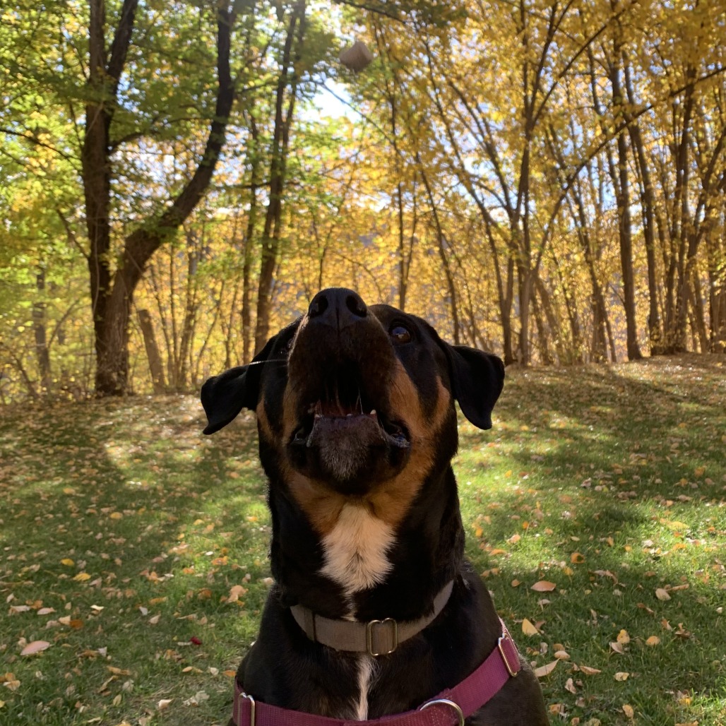 Licorice, photo 22