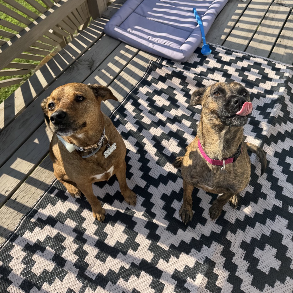 DELTA DAWN (IN FOSTER) - Terrier, American Pit Bull / Shepherd, German available for adoption