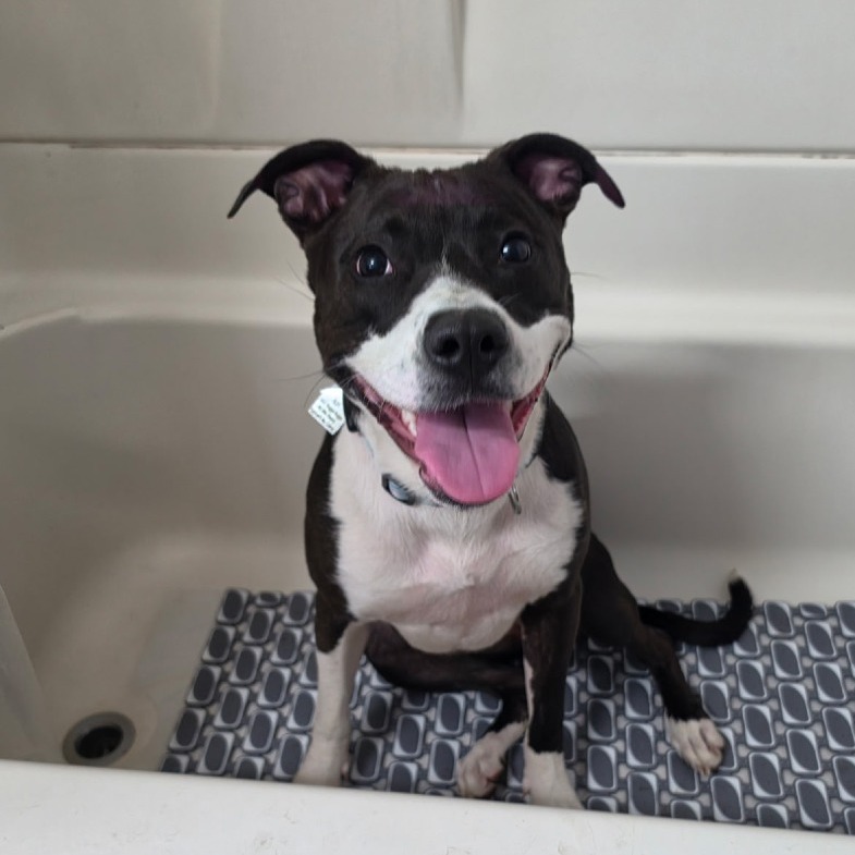 Pit Bull