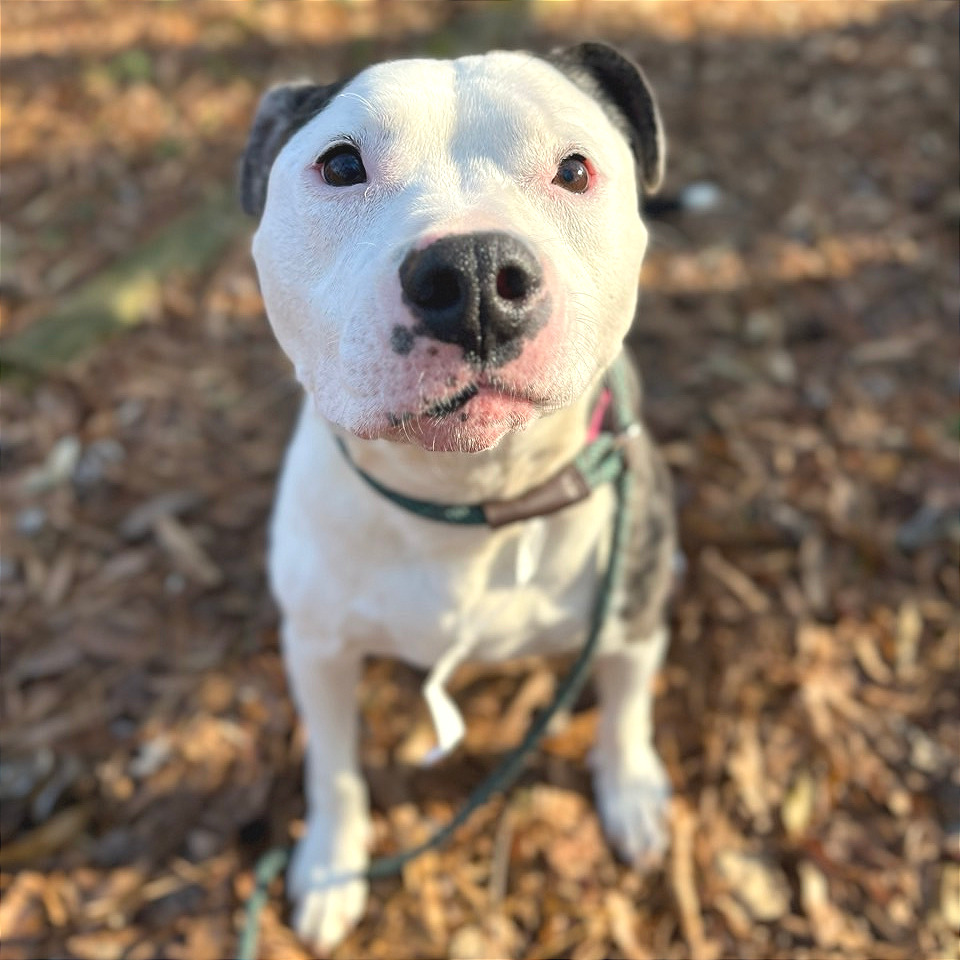 Sallie Mae — thumbnail 4