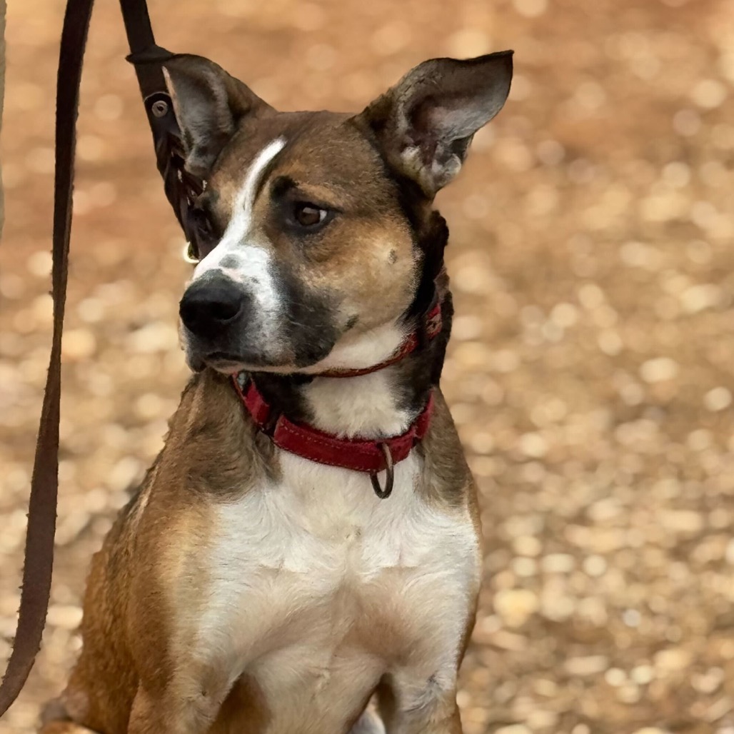 Rhett, photo 20