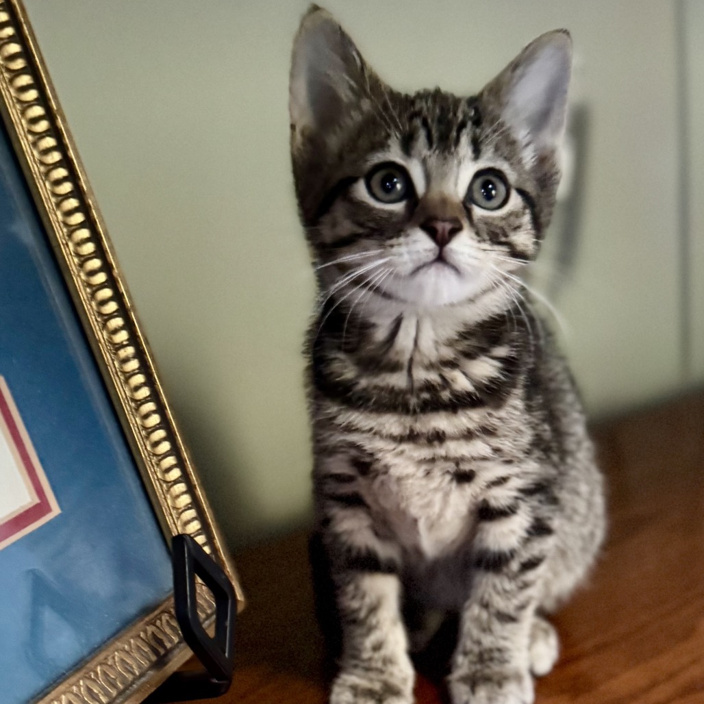 SYRUP - Domestic Shorthair available for adoption