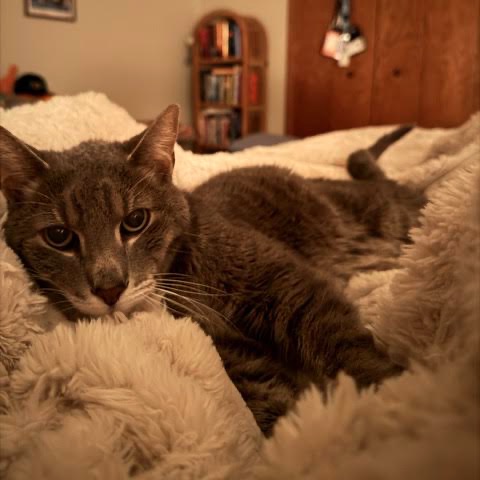 Peanut C12781