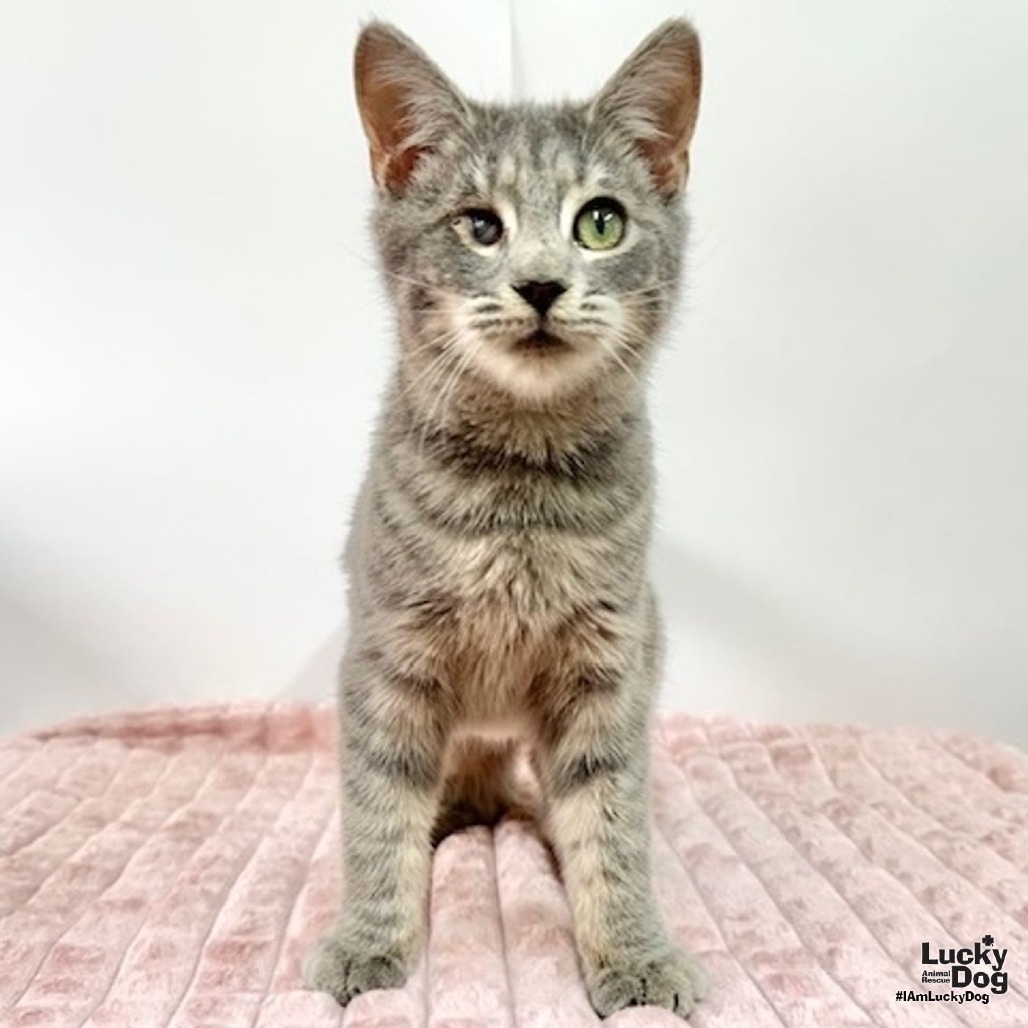 YANNI - Domestic Shorthair available for adoption