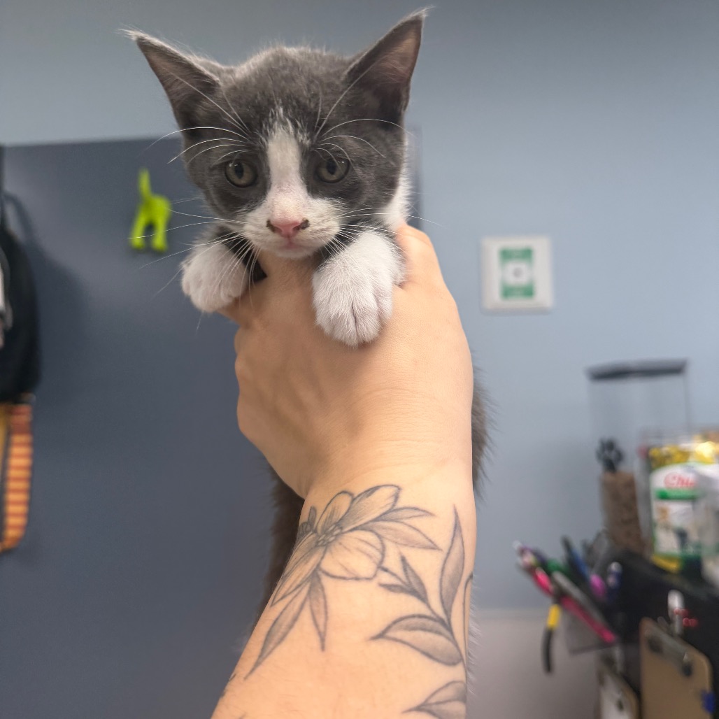 TAZ - Domestic Shorthair available for adoption
