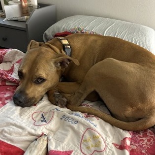 Hank — thumbnail 2