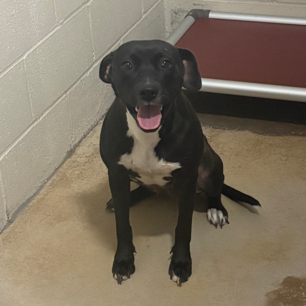 Tink - 072001U, photo 3