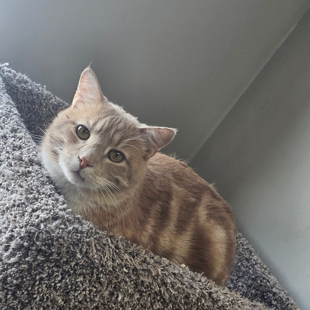 Lincoln — thumbnail 3