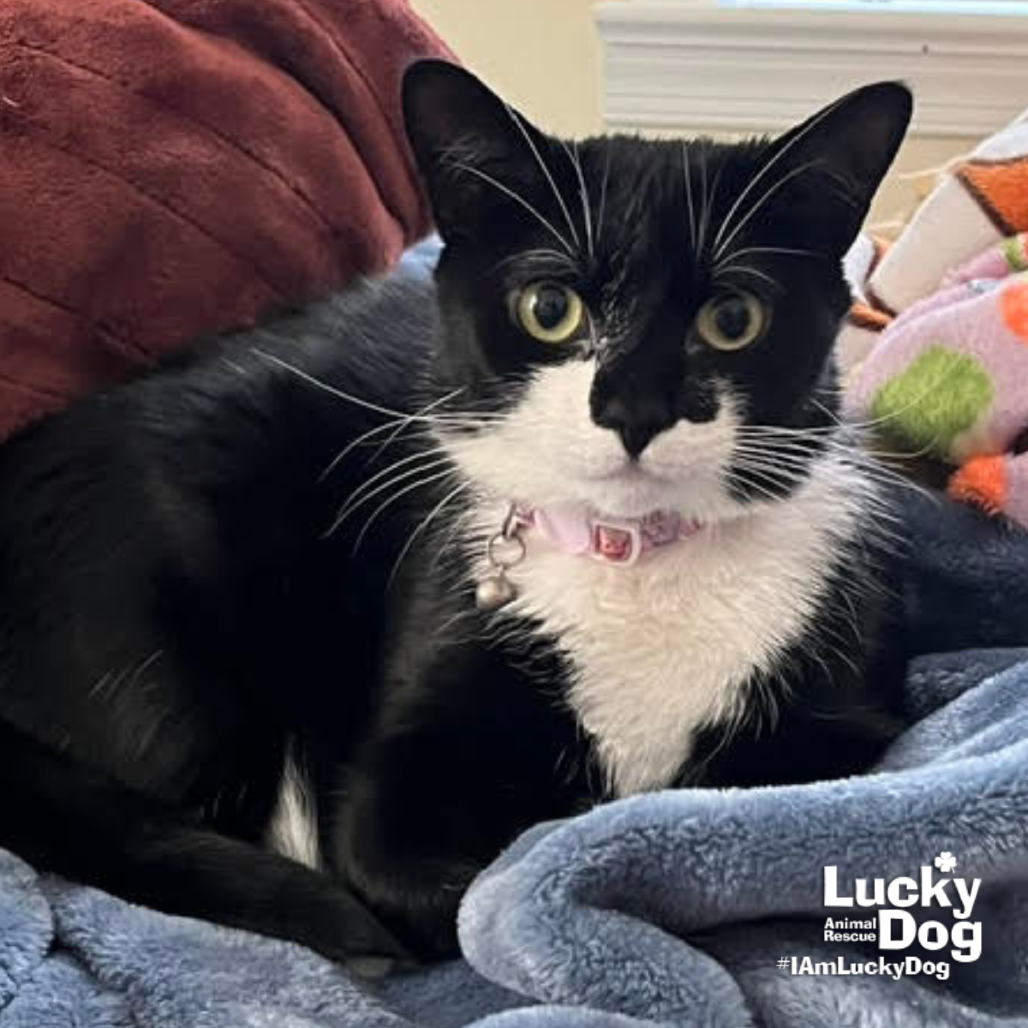 CHITTER CHATTER - Domestic Shorthair available for adoption