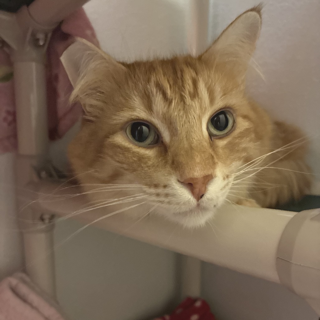 Gopher — thumbnail 2