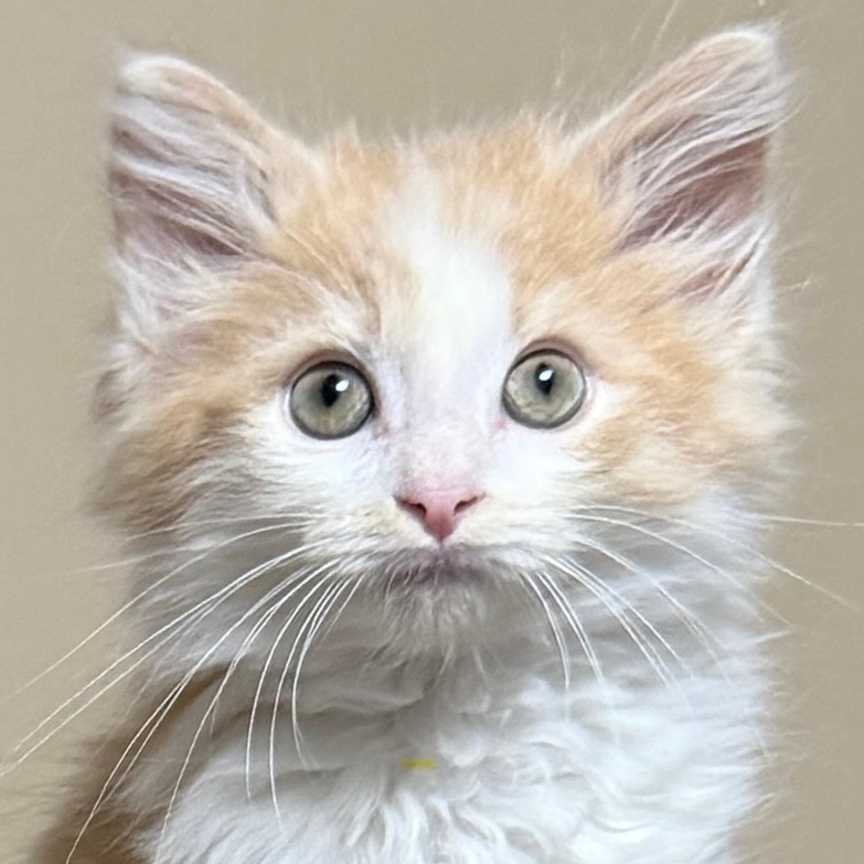 FREEDOM - Domestic Longhair available for adoption