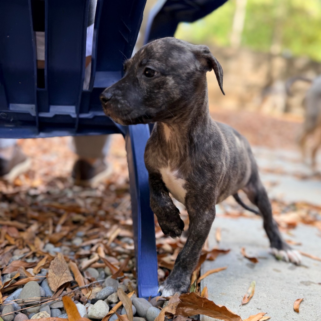Rolo, photo 18