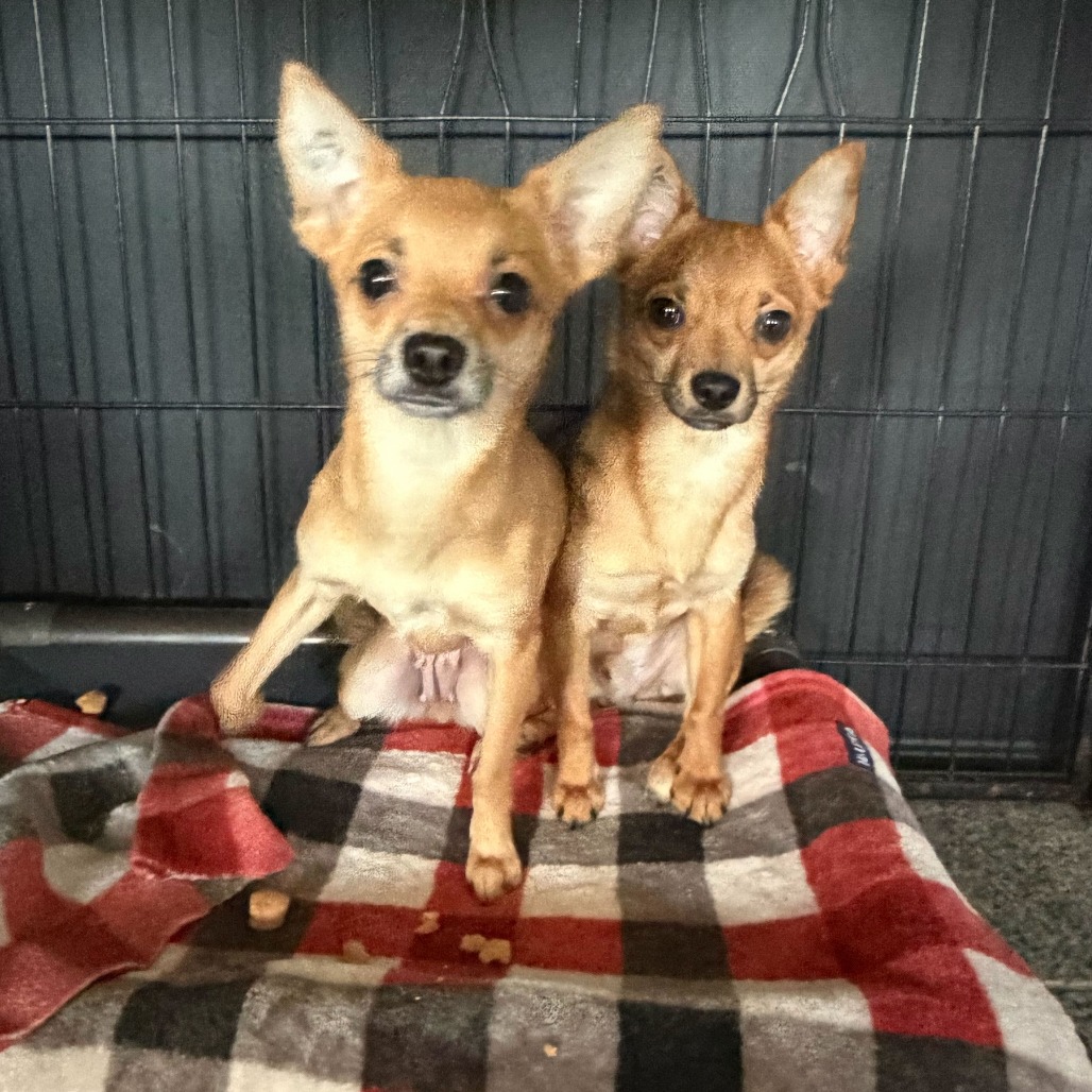 Peter — thumbnail 2